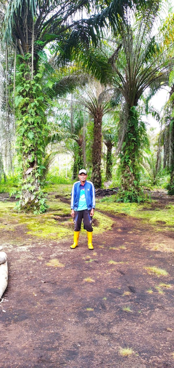 Pertanian Desa